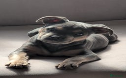 Mixed Breed dogs for sale: Lovely chilli, needs a new home 💔 - Image 2