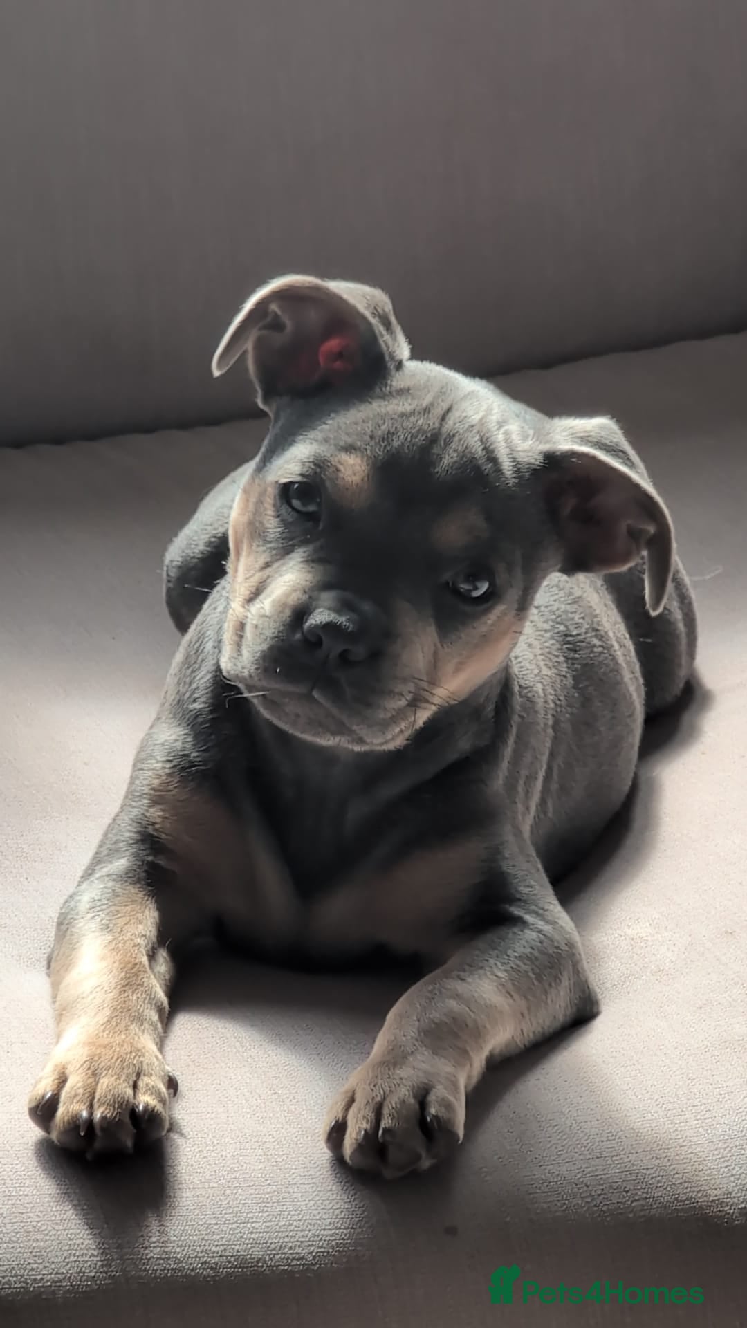 Mixed Breed dogs for sale: Lovely chilli, needs a new home 💔 - Image 2