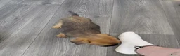 Border Terrier dogs for sale: 4 cracking puppies lookkng forever homes - Advert 14
