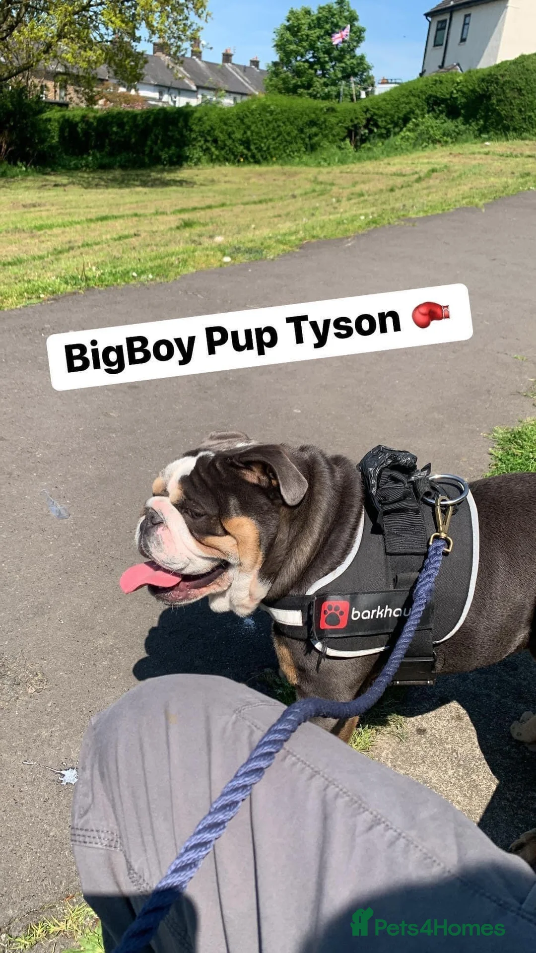 English Bulldog dogs for stud: English Bulldog Stud – Exceptional Temperament - Advert 17