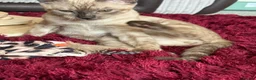 Bengal cats for sale: Seal Solid Silver Mink Bengals ❤️ - Advert 17