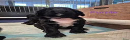 Sprocker dogs for sale: Working Sprocker Spaniels  - Advert 23