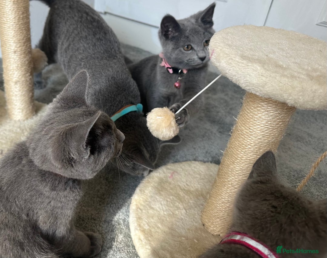 Russian Blue cats for sale: Russian Blue Kitten - Image 34