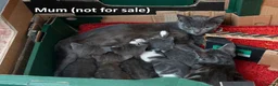 Mixed Breed cats for sale: 2 Affectionate British Shorthair Cross Kittens - Advert 2
