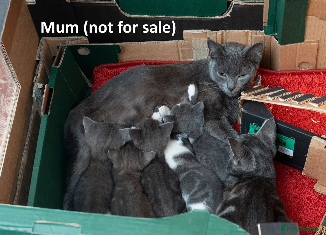 Mixed Breed cats for sale: 2 Affectionate British Shorthair Cross Kittens - Advert 2