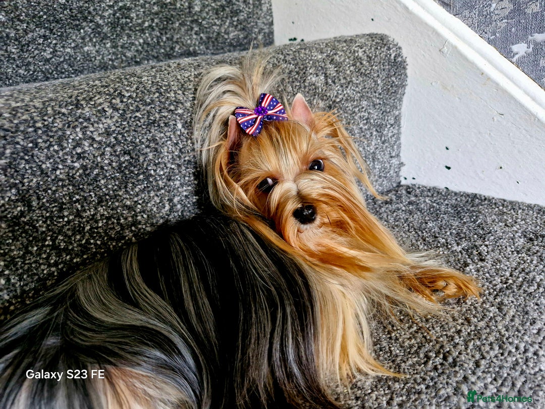 Yorkshire Terrier dogs for sale: Blue Merle& Black  - Image 6