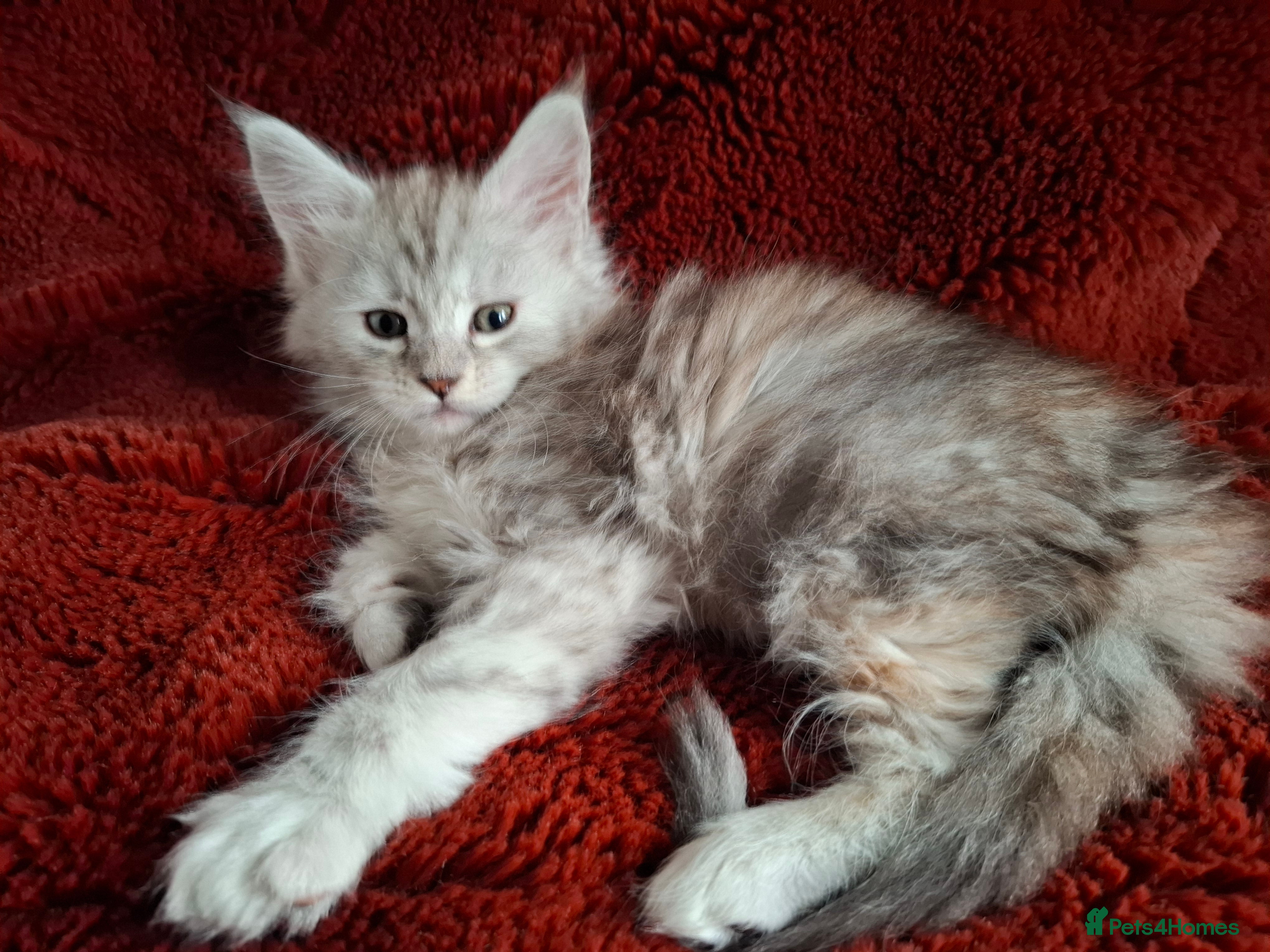 Maine Coon cats Tica Registered Maine Coon Kittens - Advert 6