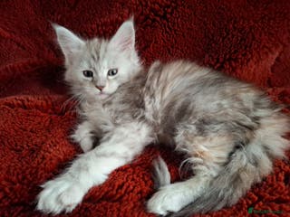 Maine Coon cats Tica Registered Maine Coon Kittens - Advert 6