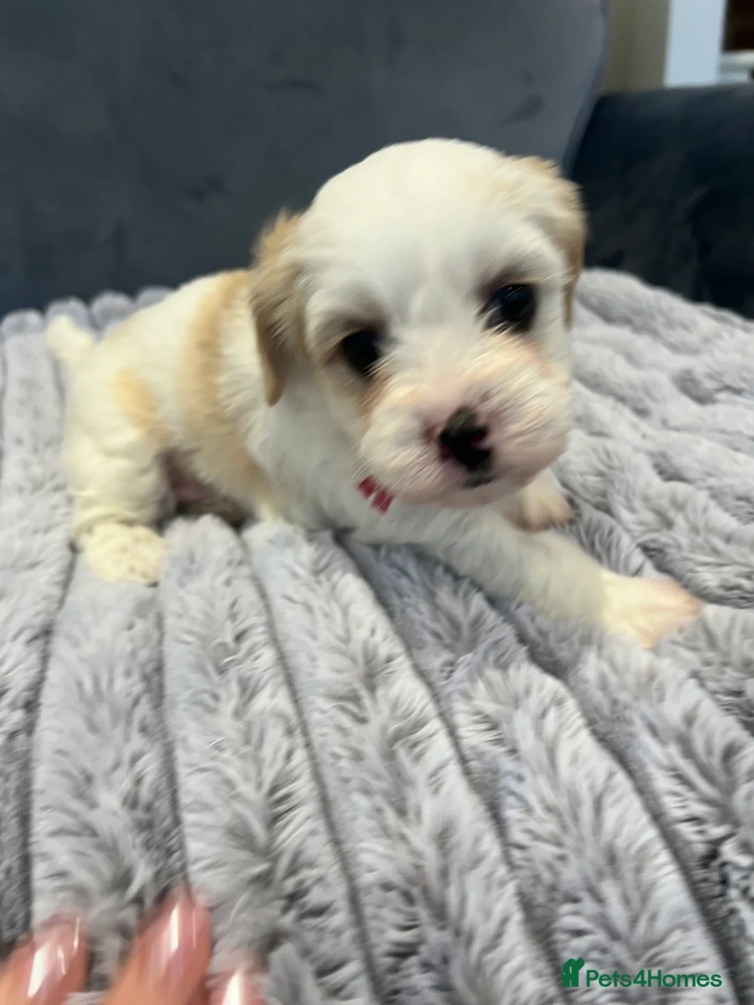 Cavachon dogs for sale: 🐶 Adorable Cavachon Puppies for Sale! 🐾 - Advert 22