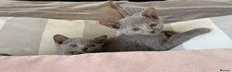 Russian Blue cats for sale: TICA Registered Russian Blue Kittens - Advert 2