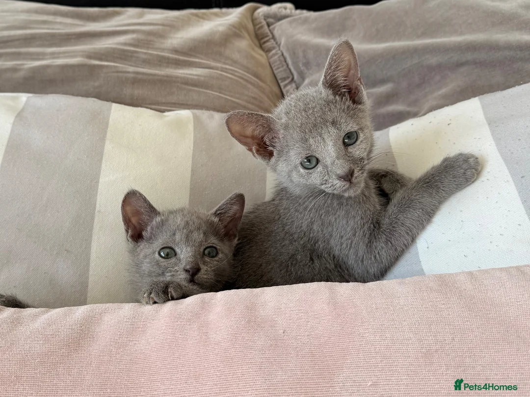 Russian Blue cats for sale: TICA Registered Russian Blue Kittens - Advert 2