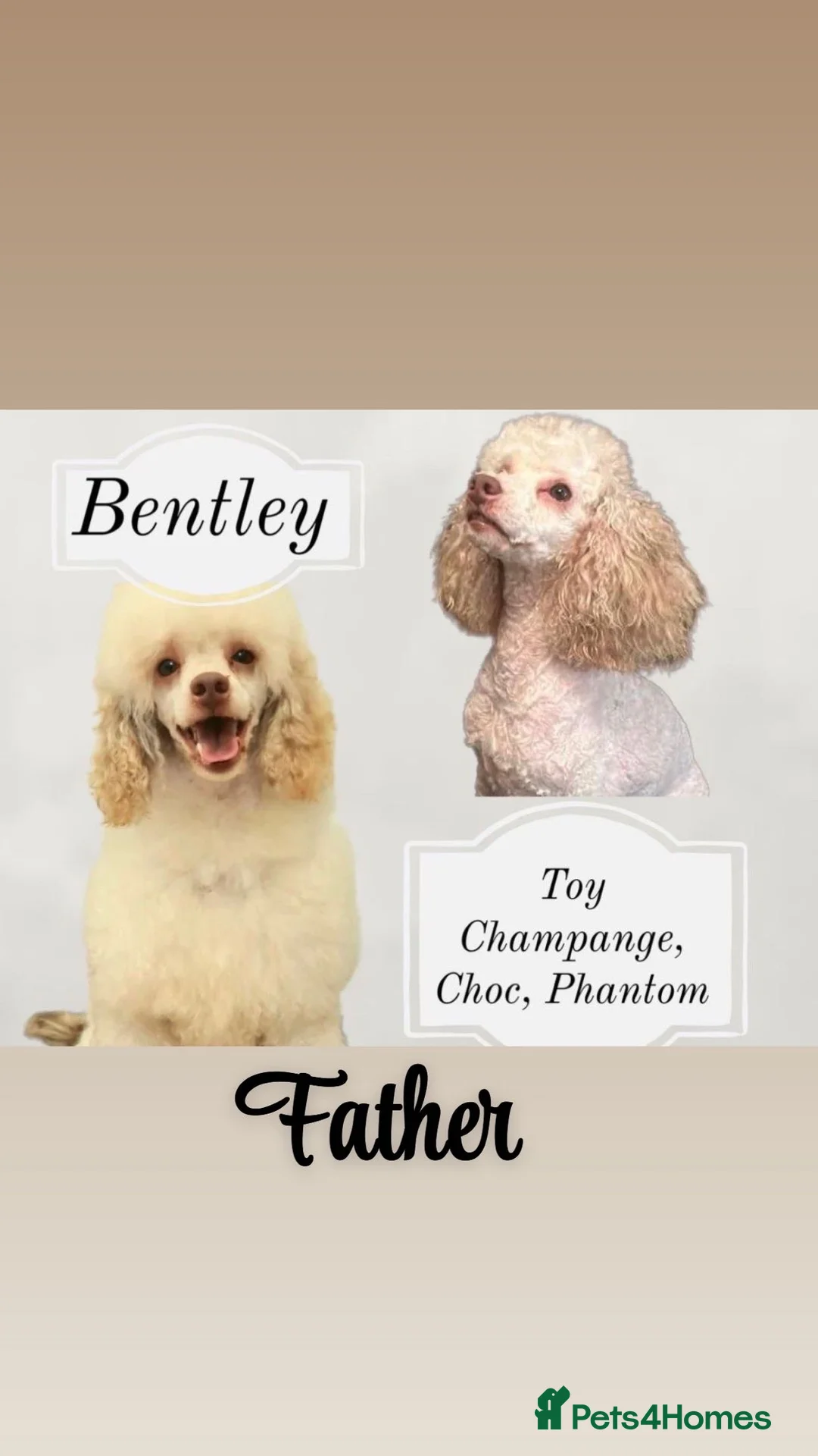 Poochon dogs for sale: DUE 04/03/2026 Beautiful poochon cross toy poodle  - Advert 4