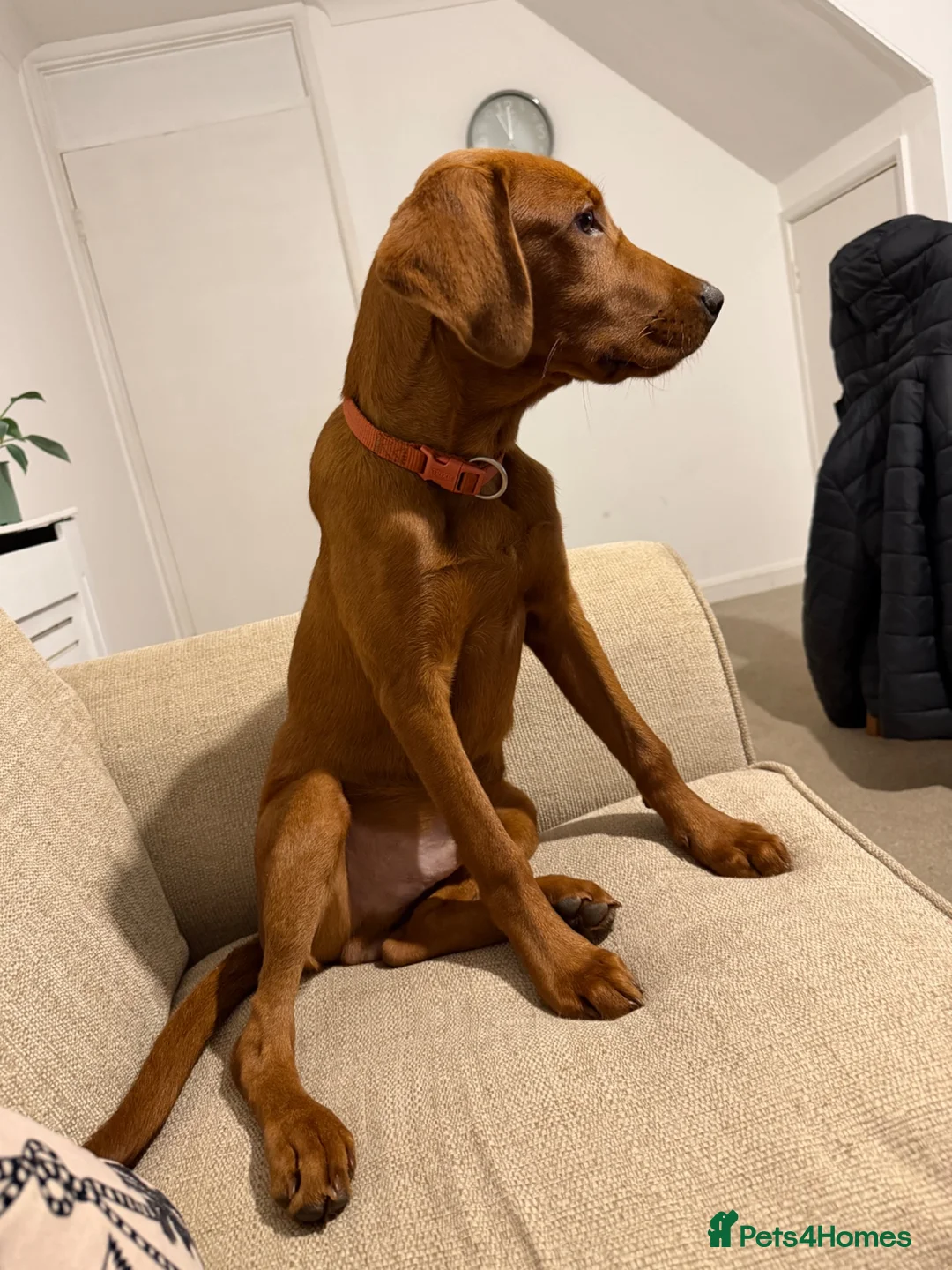 Labrador Retriever dogs for sale: Labrador - Advert 5