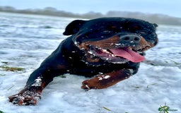 Rottweiler dogs for stud: Stunning Boy Available For Stud……. in Diss - Image 6
