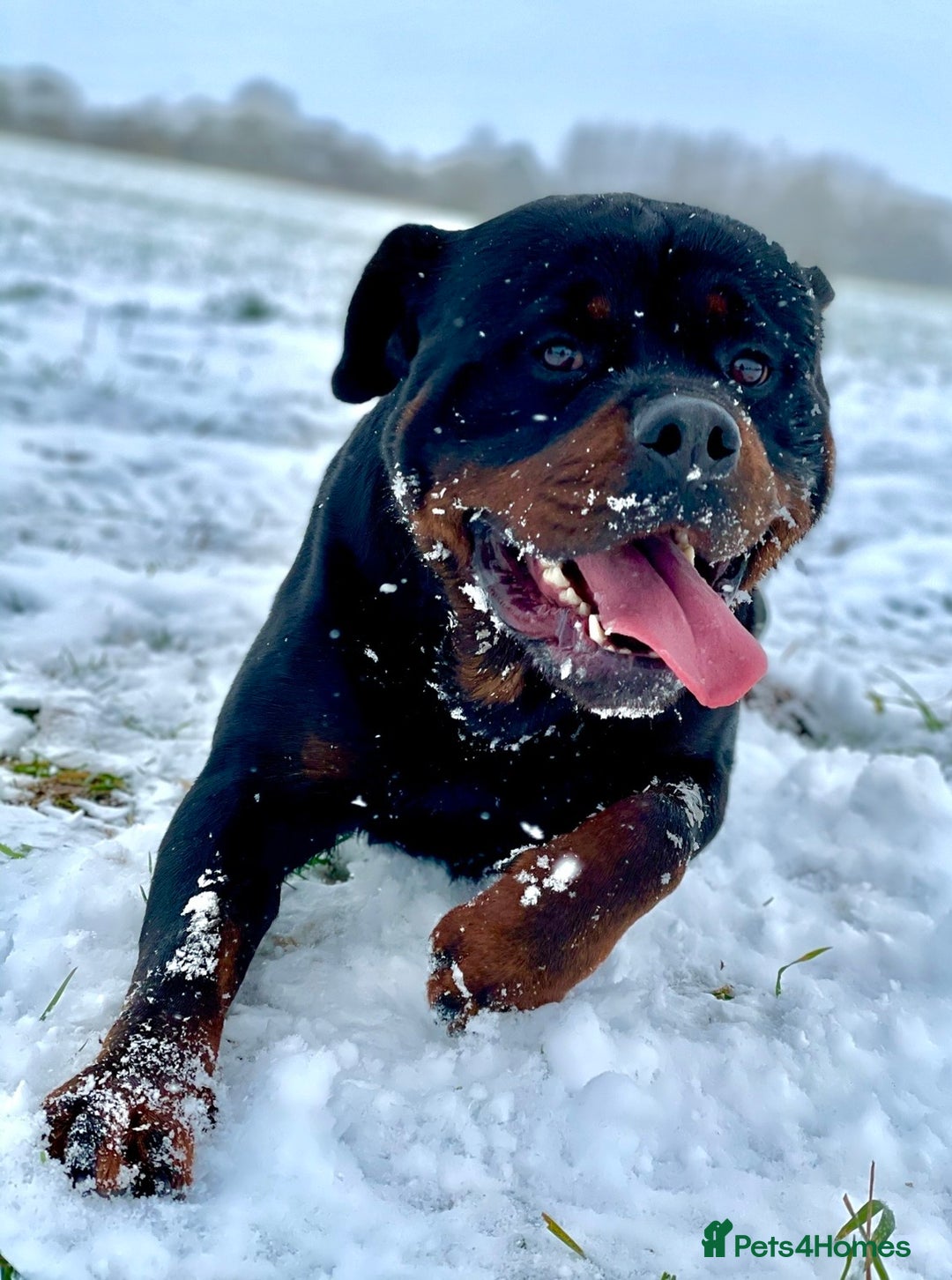 Rottweiler dogs for stud: Stunning Boy Available For Stud……. in Diss - Image 6