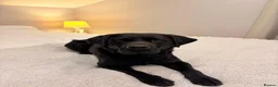 Labrador Retriever dogs for stud: Labrador stud  in Knutsford - Advert 8