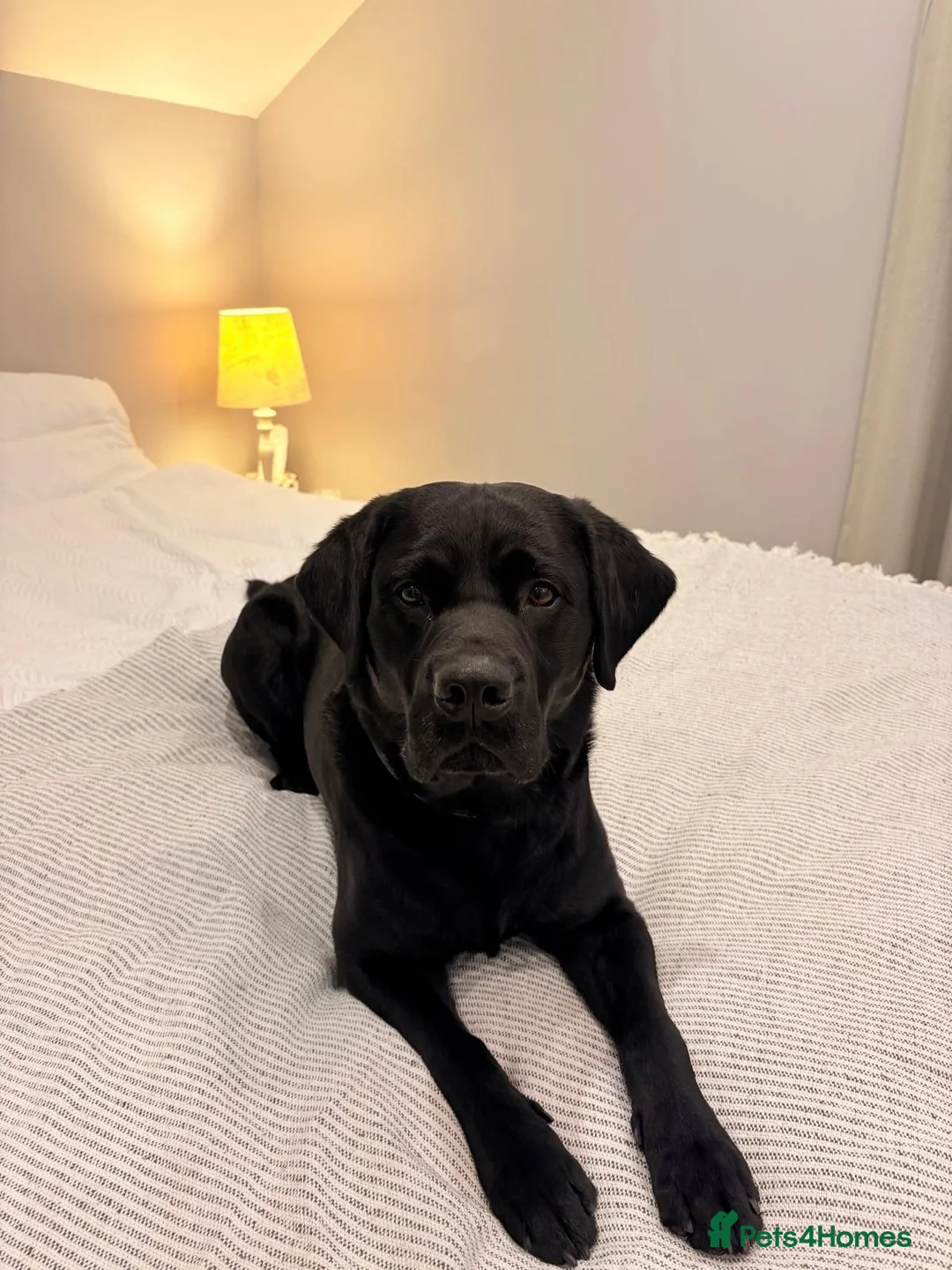 Labrador Retriever dogs for stud: Labrador stud  in Knutsford - Advert 8