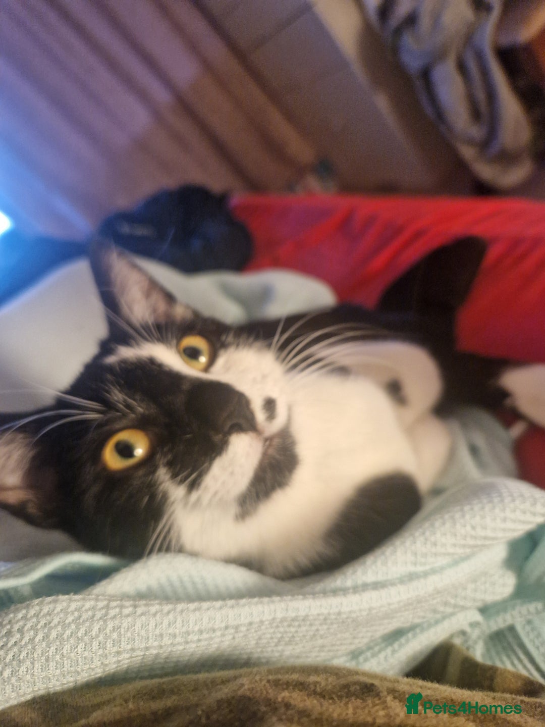 Mixed Breed cats for sale: Two male kitties need a home - Advert 2