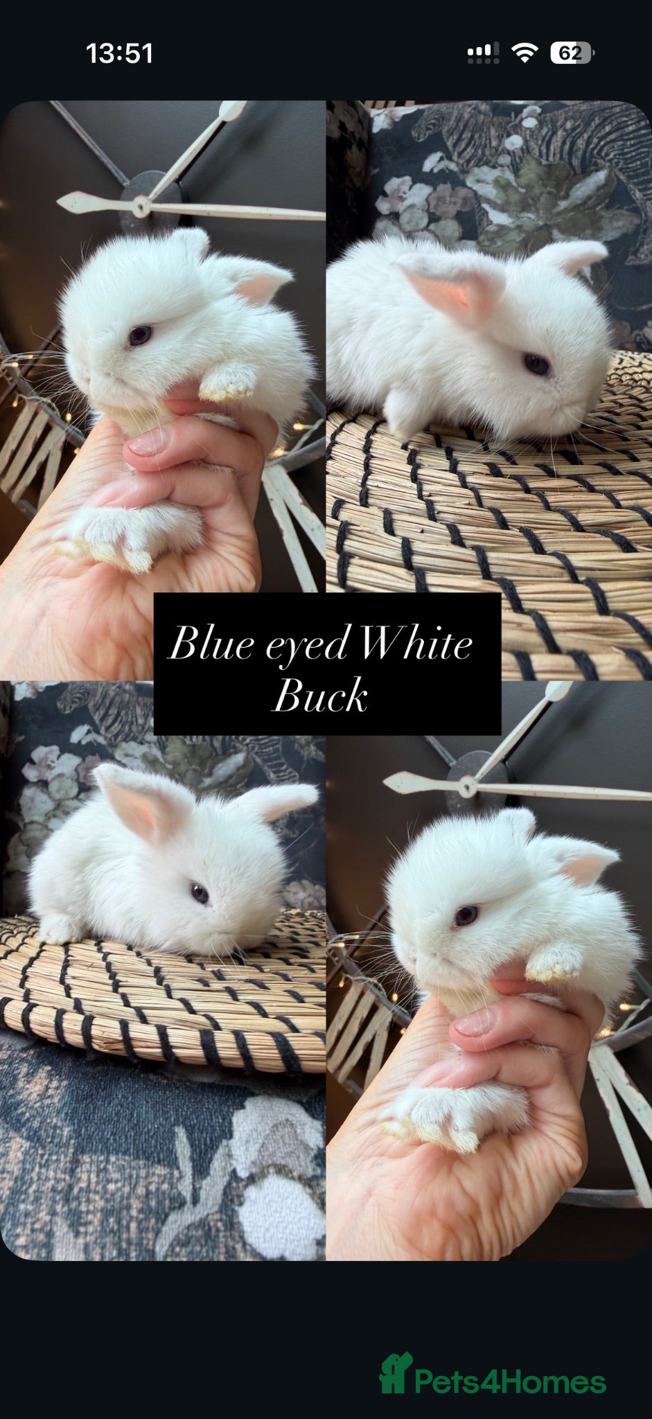 Mini Lop rabbits Beautiful baby mini lops  - Advert 17