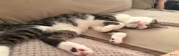 Mixed Breed cats for sale: Two kittens for rehoming - Advert 3