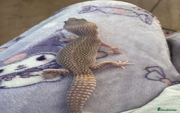 Leopard Gecko reptiles for sale: Blazing blizzard leopard gecko and viv  - Image 3