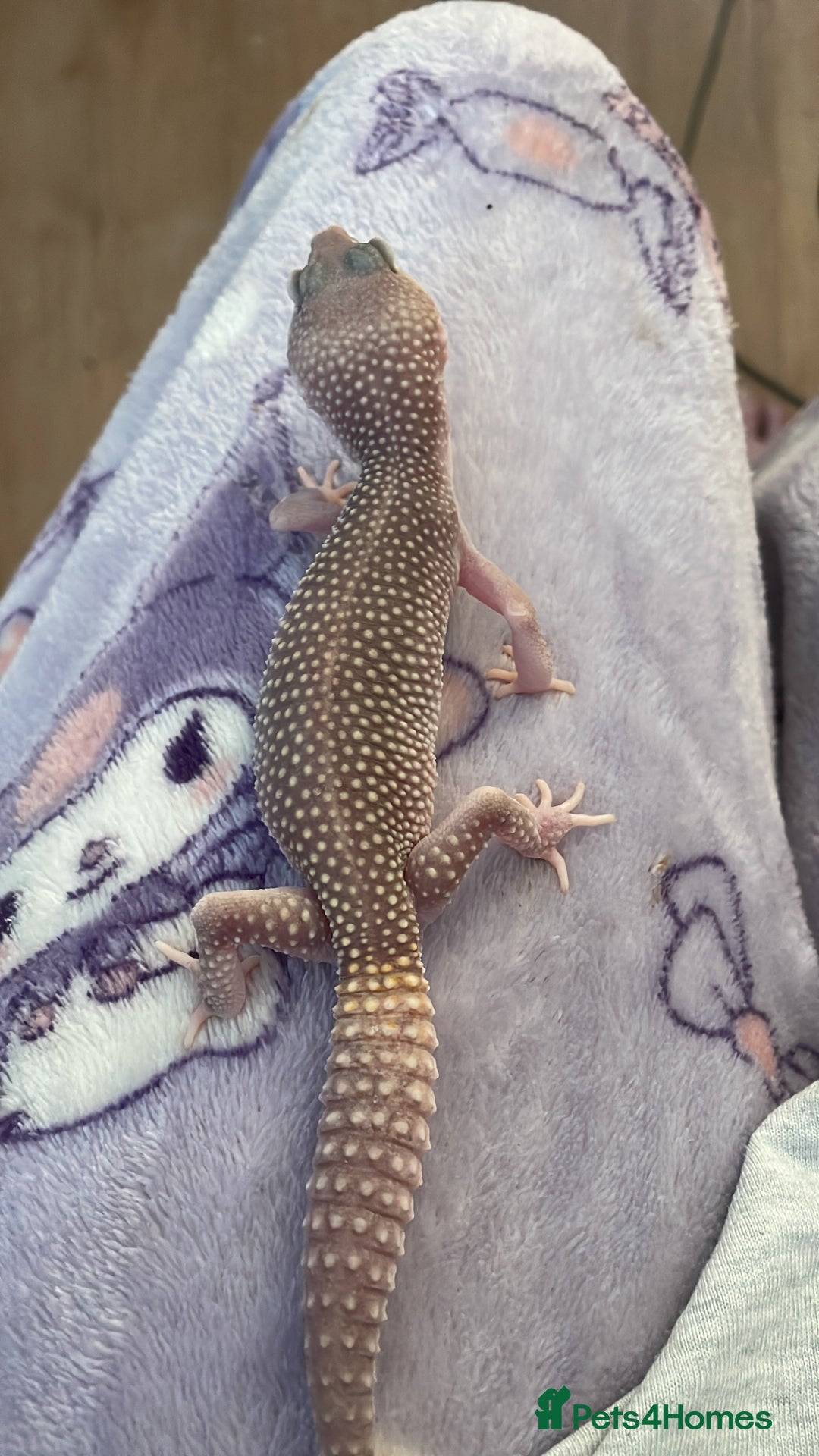 Leopard Gecko reptiles for sale: Blazing blizzard leopard gecko and viv  - Image 3