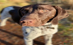 German Shorthaired Pointer dogs for stud: KC registered German Shorthaired Pointer for stud in Carlisle - Image 4