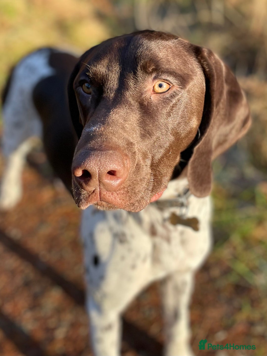 German Shorthaired Pointer dogs for stud: KC registered German Shorthaired Pointer for stud in Carlisle - Image 4