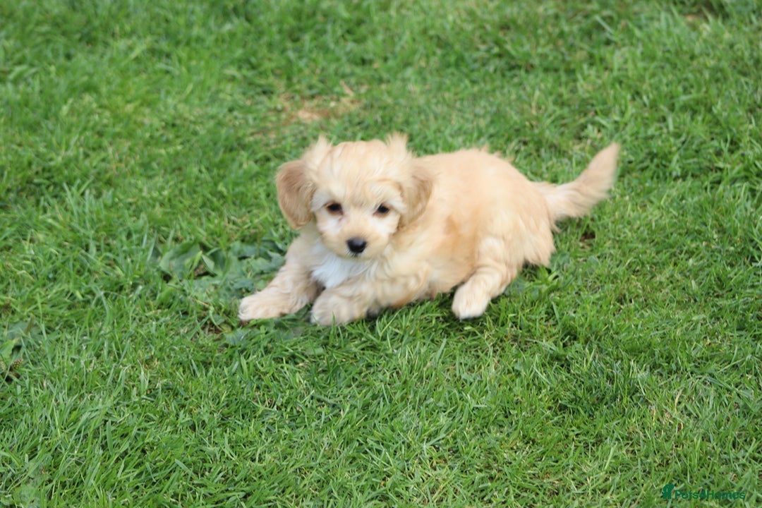 Cavapoochon dogs for sale: Beautiful Cavapoochon boy for sale - Image 8