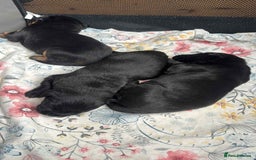 Mixed Breed dogs for sale: Beautiful Black Labrador/Rottweiler puppies - Image 6