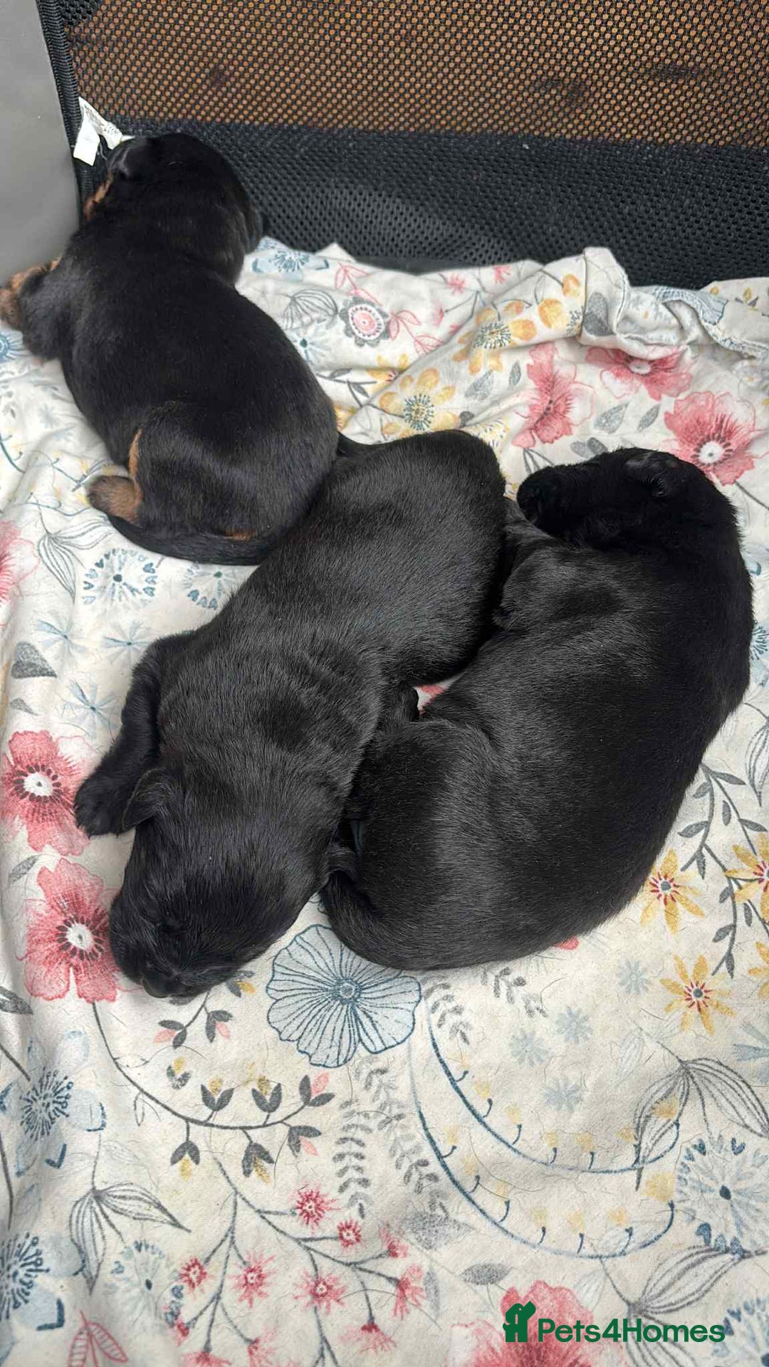 Mixed Breed dogs for sale: Beautiful Black Labrador/Rottweiler puppies - Image 6