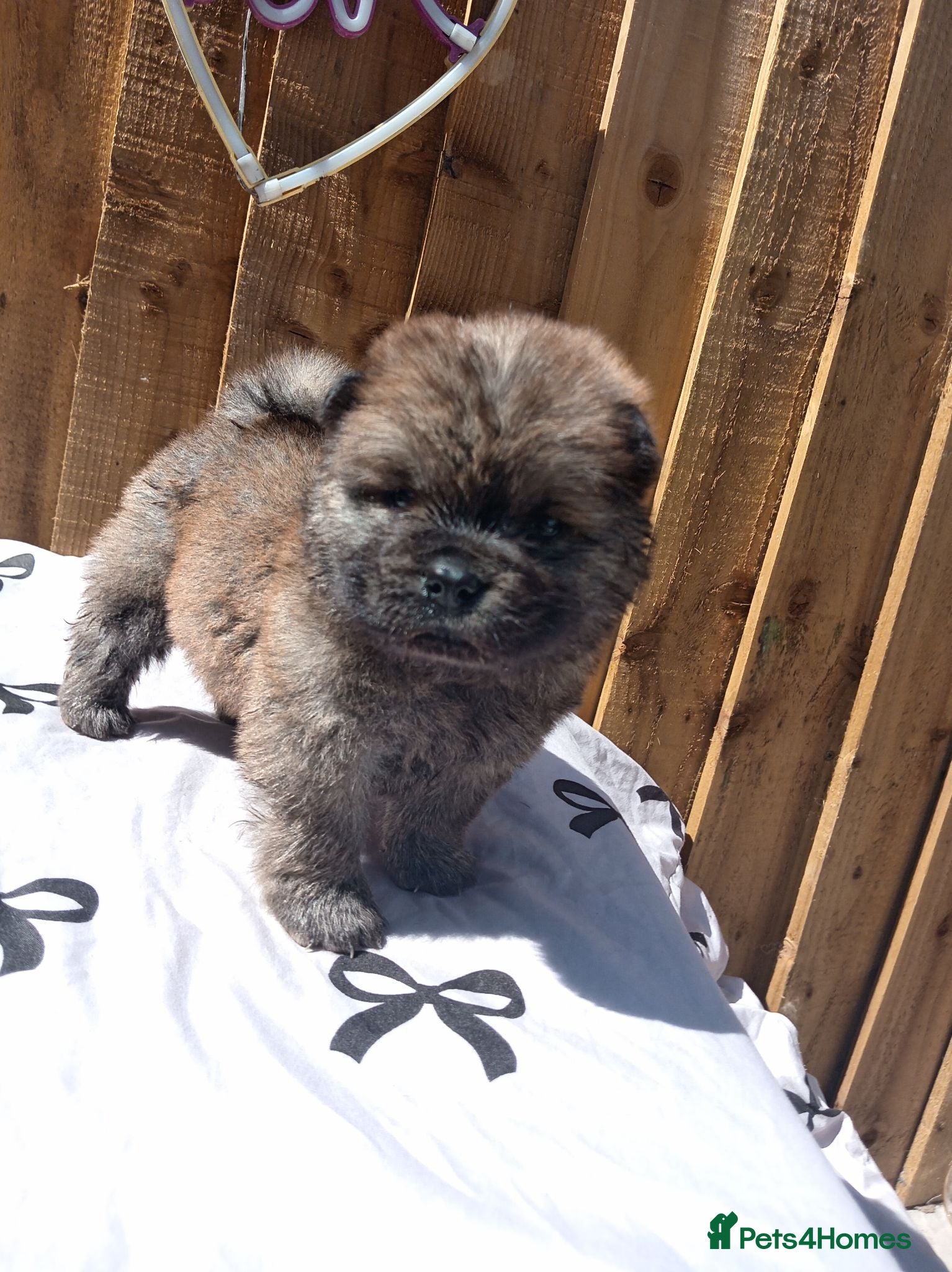 Chow Chow dogs 🐻❤️ 6 GORGEOUS KC REGISTERED CHOW CHOW PUPPIES 🐾 - Advert 5