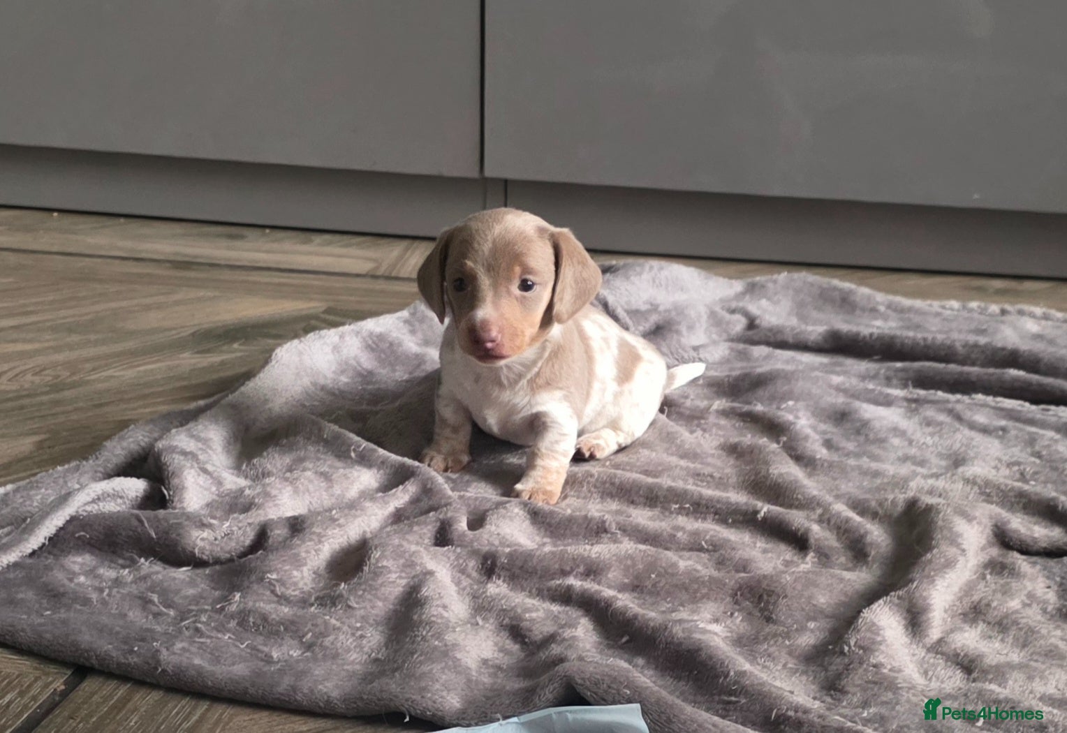Dachshund dogs ONLY 2 LEFT Minature short haired Daschund babies - Advert 5