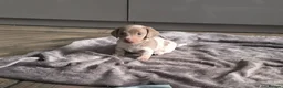 Dachshund dogs for sale: Minature short haired Daschunds - Advert 1