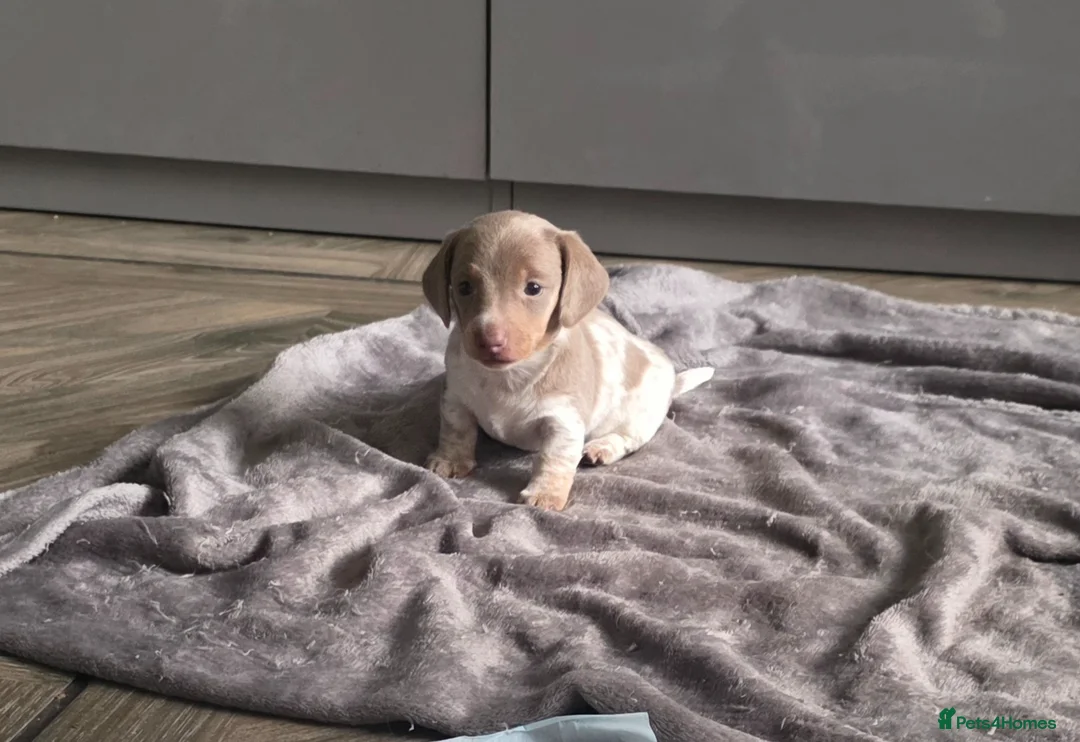 Dachshund dogs for sale: Minature short haired Daschunds - Advert 1