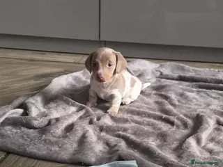 Dachshund dogs ONLY 2 LEFT Minature short haired Daschund babies - Advert 4