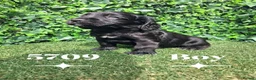 Cocker Spaniel dogs for sale: Beautiful Cocker spaniel  - Advert 7