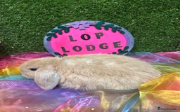 Mini Lop rabbits for sale: 🍂 Last brown sable lop boy  - Image 4