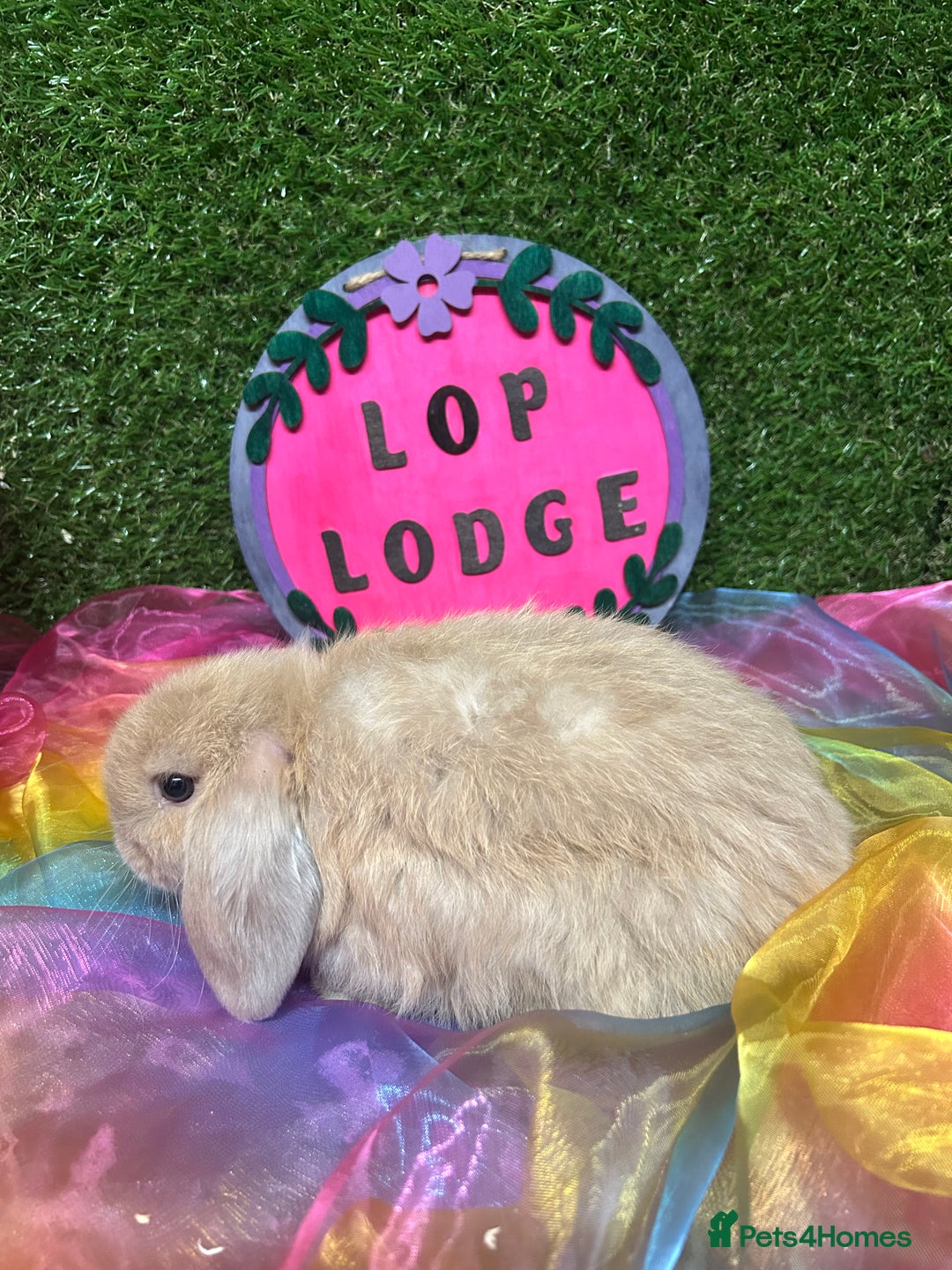 Mini Lop rabbits for sale: 🍂 Last brown sable lop boy  - Image 4