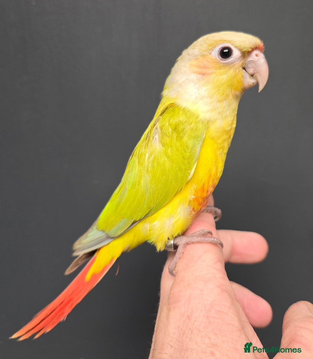 Conures birds for sale: Stunning Handreared Baby Conures!!! - Advert 5