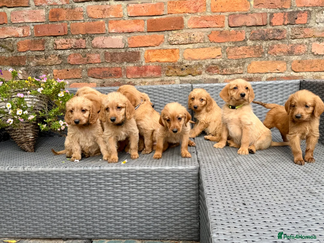 Labradoodle dogs for sale: Beautiful F1 Mini Labradoodle Puppies  - Advert 2