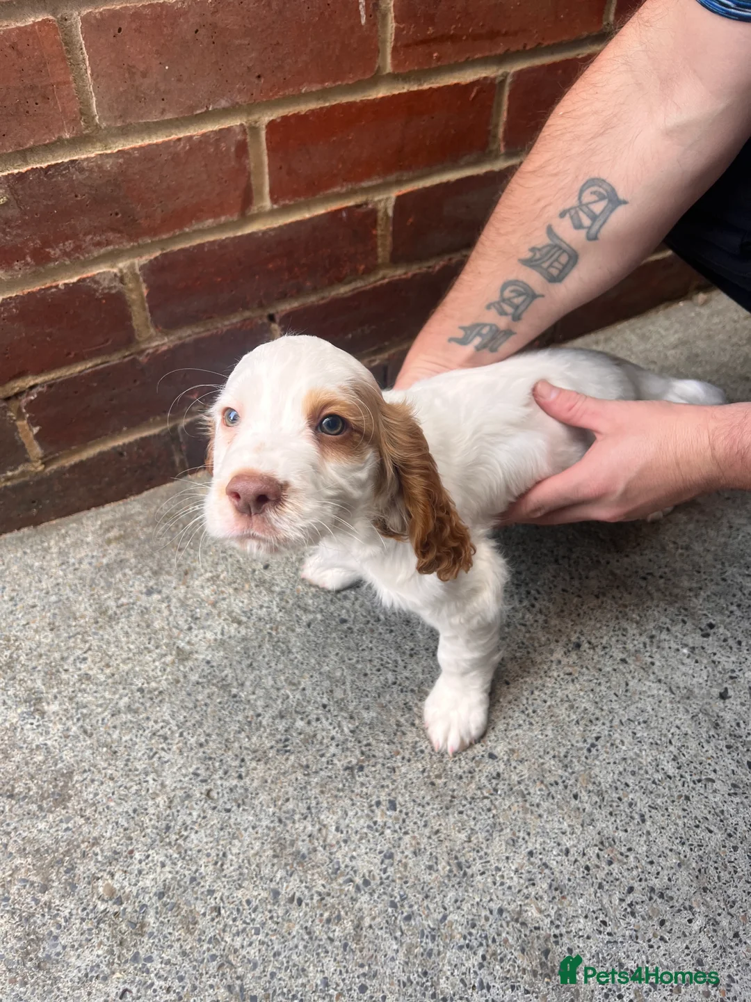 Cocker Spaniel dogs for sale: Cocker Spaniel puppy - Advert 1