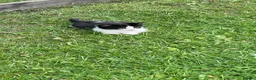 Mixed Breed cats for sale: Beautiful kittens in Durham - Advert 4