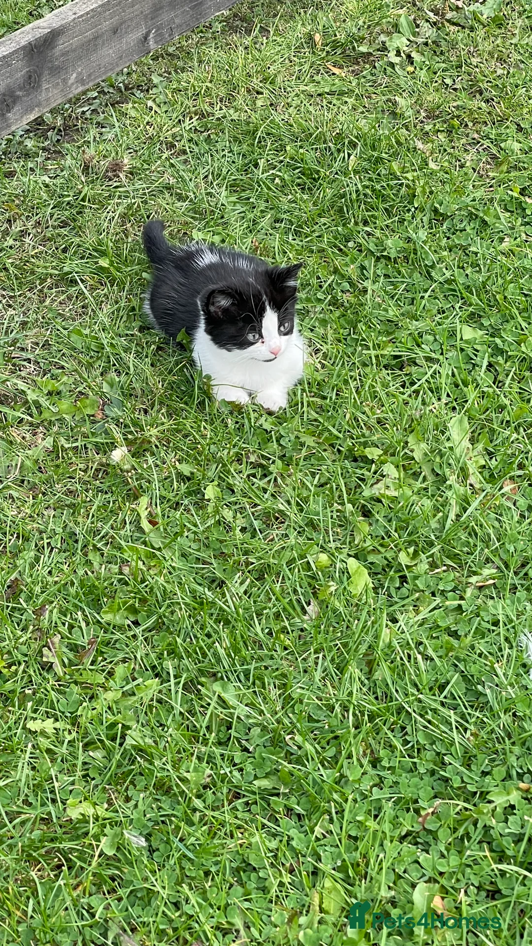 Mixed Breed cats for sale: Beautiful kittens in Durham - Advert 4