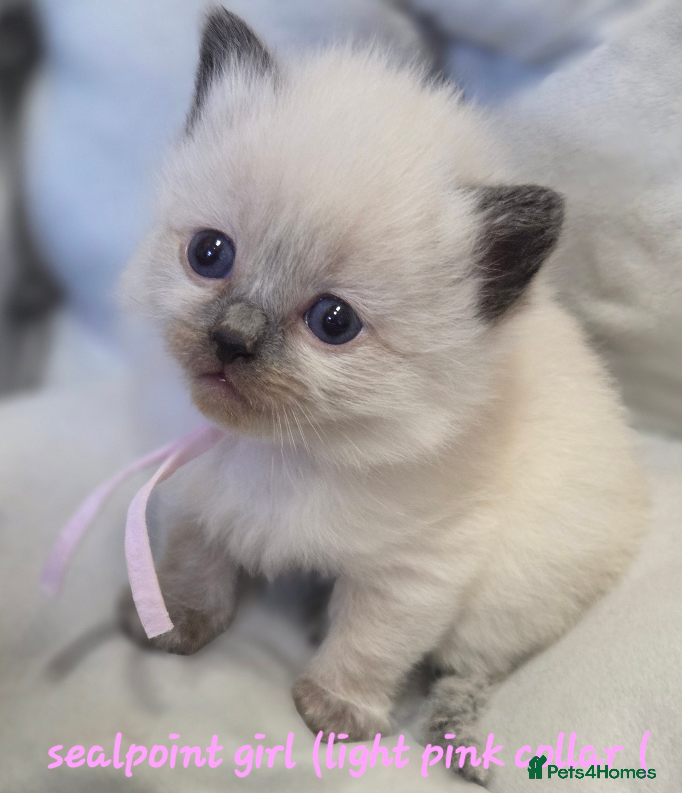 Ragdoll cats Gccf registered ragdoll kittens  - Advert 17