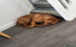 Dogue De Bordeaux dogs for sale: Bruno - Image 5