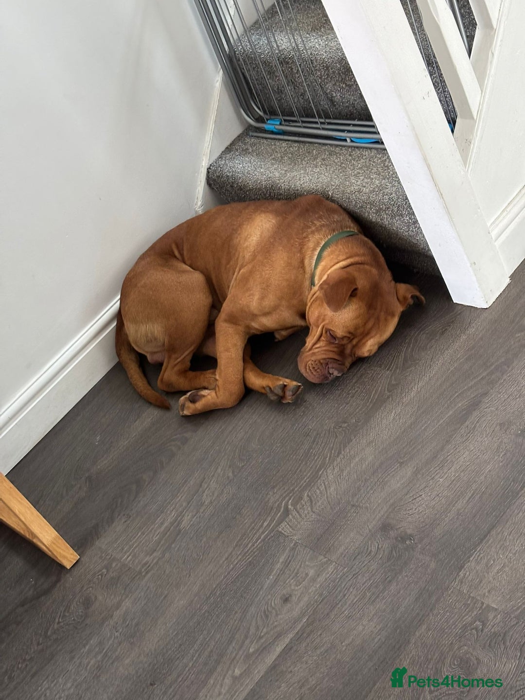 Dogue De Bordeaux dogs for sale: Bruno - Image 5