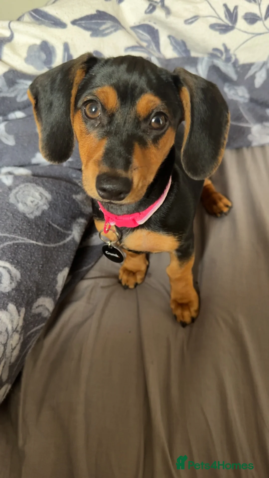Dachshund dogs for sale: Bella - Advert 4