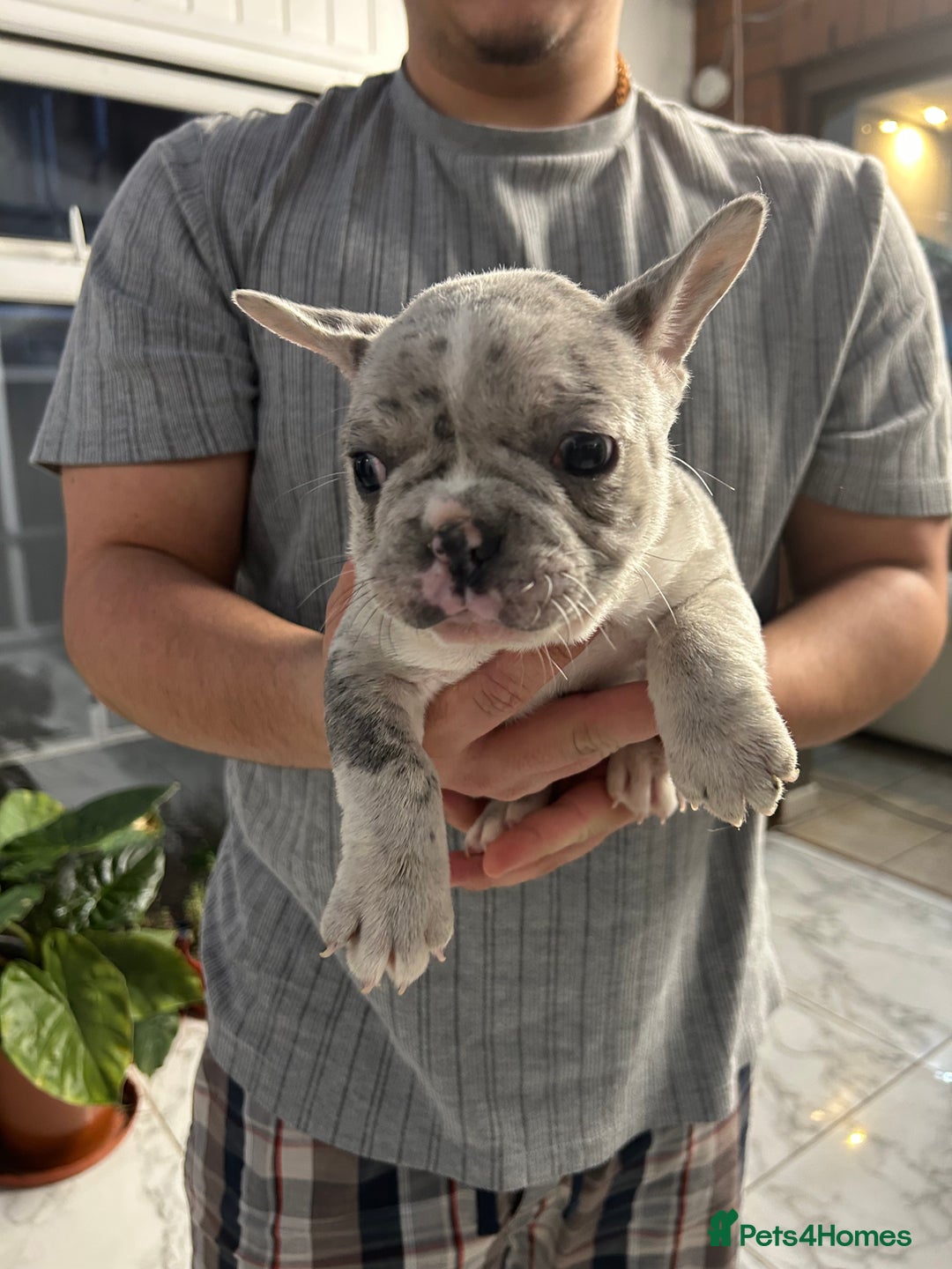 French Bulldog dogs for sale: 3 Extremely beautiful French bull terriers kc reg  - Advert 31