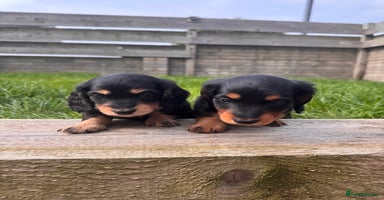 Miniature Dachshund dogs - Advert 4